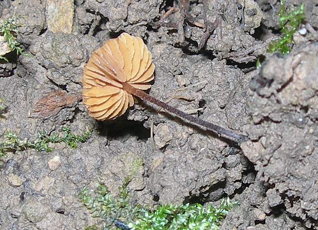 Conocybe horakii      Watling & G.M. Taylor